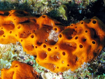 Brown Encrusting Octopus Sponge - Ectyoplasia ferox - Grand Cayman