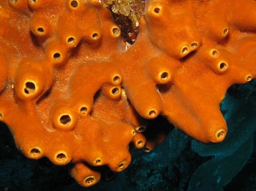 Brown Encrusting Octopus Sponge - Ectyoplasia ferox - Belize