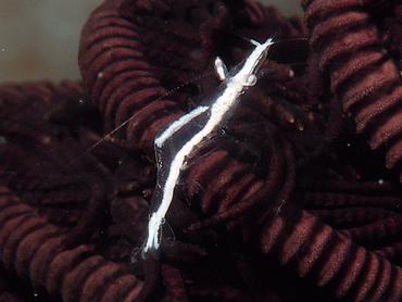 Pointed-Snout Crinoid Shrimp - Brucecaris tenuis - Bali, Indonesia