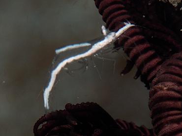 Pointed-Snout Crinoid Shrimp - Brucecaris tenuis - Bali, Indonesia