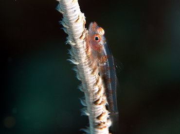 Wire Coral Goby - Bryaninops yongei - Palau