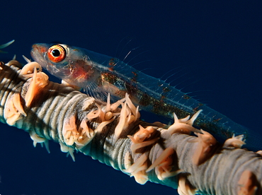 Wire Coral Goby - Bryaninops yongei - Palau