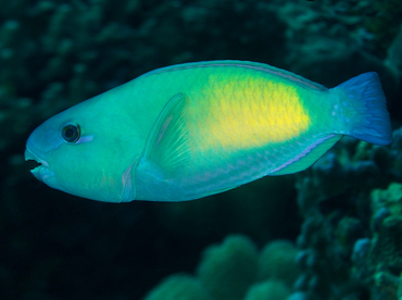 Pacific Bullethead Parrotfish - Chlorurus spilurus - Wakatobi, Indonesia
