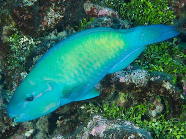 Pacific Bullethead Parrotfish - Chlorurus spilurus - Rangiroa, French Polynesia