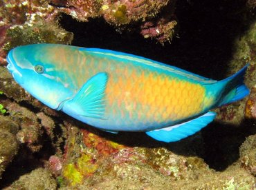 Bullethead Parrotfish - Chlorurus spilurus - Lanai, Hawaii