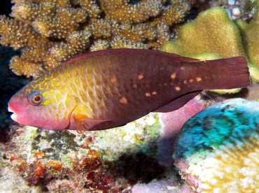 Pacific Bullethead Parrotfish - Chlorurus spilurus - Palau