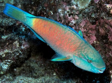 Pacific Bullethead Parrotfish - Chlorurus spilurus - Lanai, Hawaii