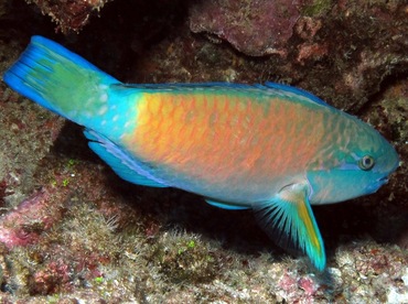 Pacific Bullethead Parrotfish - Chlorurus spilurus - Lanai, Hawaii