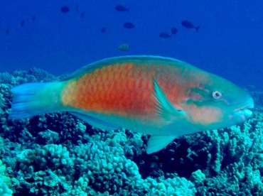 Pacific Bullethead Parrotfish - Chlorurus spilurus - Maui, Hawaii