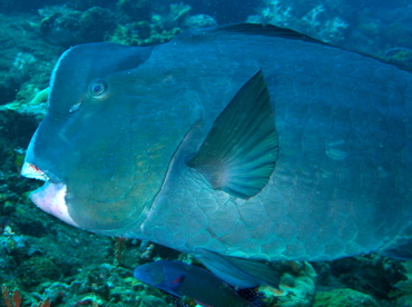 Green Humphead Parrotfish - Bolbometopon muricatum - Bali, Indonesia