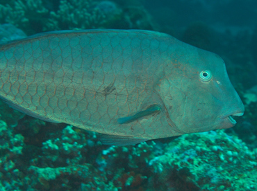 Green Humphead Parrotfish - Bolbometopon muricatum - Wakatobi, Indonesia