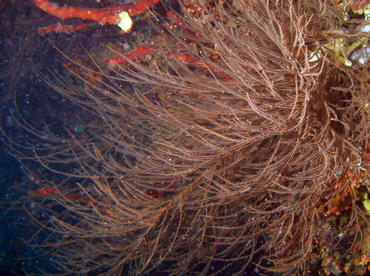 Bushy Black Coral - Antipathes n. sp. - Aruba