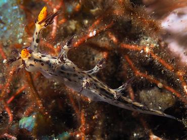 Regal Nudibranch - Cabangus regius - Bali, Indonesia