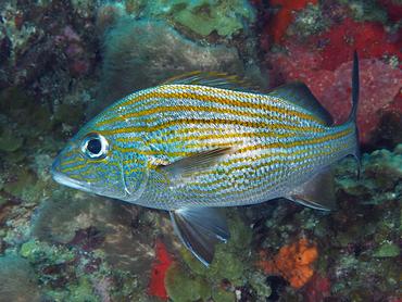Caesar Grunt - Haemulon carbonarium - British Virgin Islands