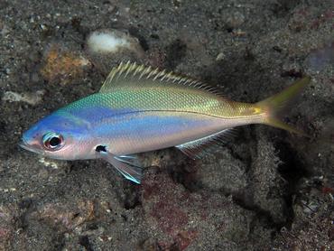 Blue and Yellow Fusilier - Caesio teres - Komodo, Indonesia
