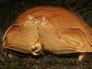 Giant Box Crab - Calappa calappa - Anilao, Philippines