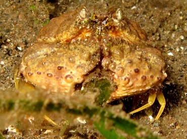 Rough Box Crab - Calappa gallus - Dumaguete, Philippines