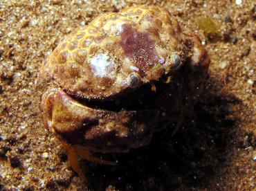 Torulose Box Crab - Calappa torulosa - Dumaguete, Philippines
