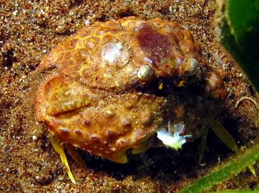 Torulose Box Crab - Calappa torulosa - Dumaguete, Philippines