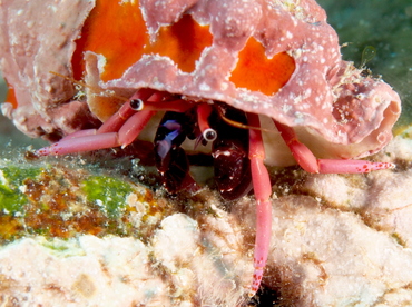 Haig's Hermit Crab - Calcinus haigae - Big Island, Hawaii