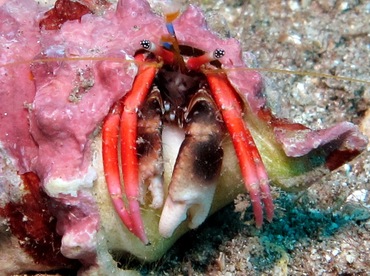 Laurent's Hermit Crab - Calcinus laurentae - Maui, Hawaii