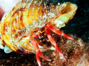 Laurent's Hermit Crab - Calcinus laurentae - Big Island, Hawaii