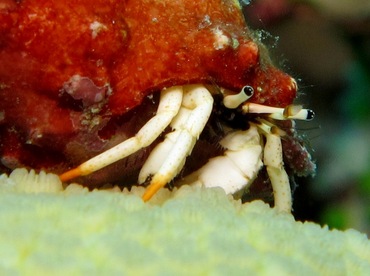 Small White Hermit Crab - Calcinus minutus - Dumaguete, Philippines