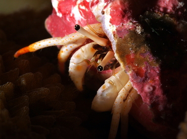 Small White Hermit Crab - Calcinus minutus - Palau