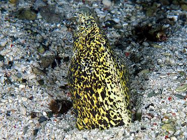 Marbled Snake Eel - Callechelys marmorata - Komodo, Indonesia