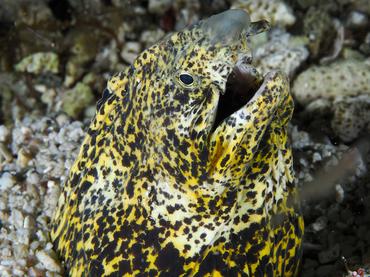 Marbled Snake Eel - Callechelys marmorata - Komodo, Indonesia