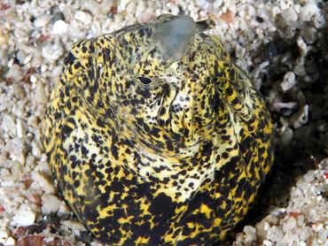 Marbled Snake Eel - Callechelys marmorata - Komodo, Indonesia