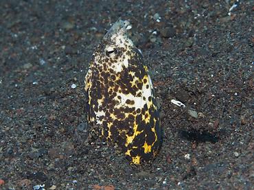 Marbled Snake Eel - Callechelys marmorata - Bali, Indonesia