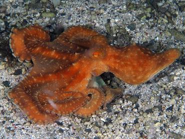 Starry Night Octopus - Callistoctopus luteus - Komodo, Indonesia
