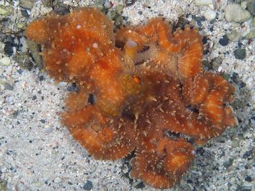 Starry Night Octopus - Callistoctopus luteus - Komodo, Indonesia