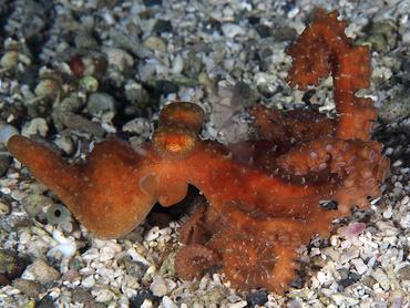 Starry Night Octopus - Callistoctopus luteus - Komodo, Indonesia