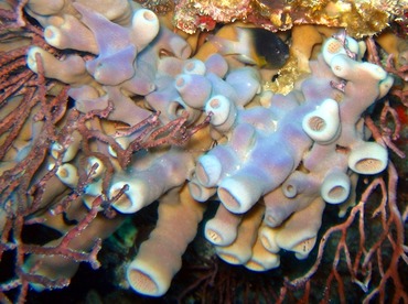 Pink Purple Octopus Sponge - Callyspongia (Callyspongia) fallax - Key Largo, Florida