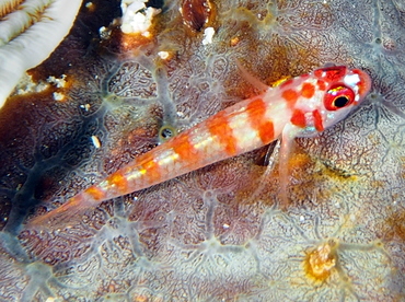 Opiate afvisning fedme Candycane Pygmygoby - Trimma cana - Gobies - Candy Striped Goby, Red  Striped Goby, Candycane Goby - Tropical Reefs
