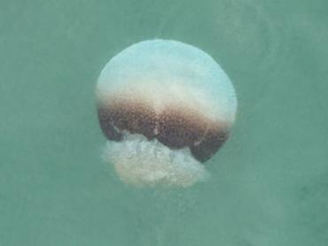 Cannonball Jellyfish - Stomolophus meleagris - Palm Beach, Florida