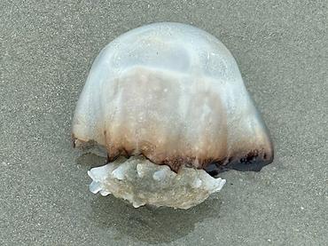 Cannonball Jellyfish - Stomolophus meleagris - Palm Beach, Florida