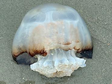 Cannonball Jellyfish - Stomolophus meleagris - Palm Beach, Florida