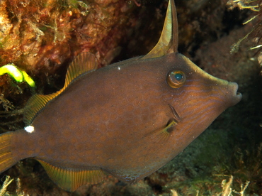 Wirenet Filefish - Cantherhines pardalis - Bali, Indonesia