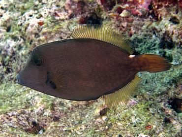 Wirenet Filefish - Cantherhines pardalis - Lombok, Indonesia