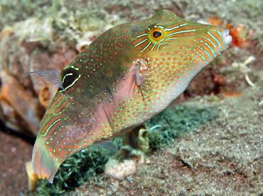 Whitebelly Toby - Canthigaster bennetti - Bali, Indonesia