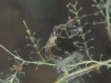 Caprella spp. - Caprella spp. - Komodo, Indonesia