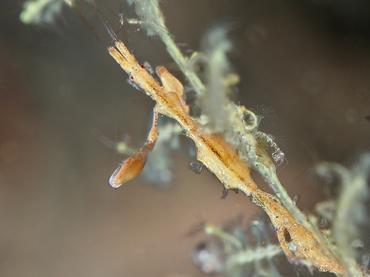 Caprella spp. - Caprella spp. - Komodo, Indonesia