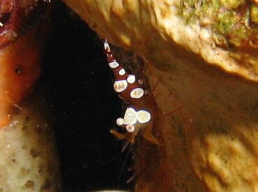 Caribbean Squat Anemone Shrimp - Thor dicaprio - Bonaire
