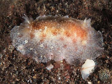 Bifurcate Carminodori - Carminodoris bifurcata - Bali, Indonesia