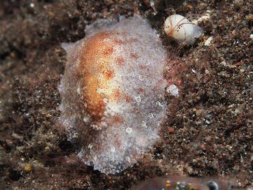 Bifurcate Carminodori - Carminodoris bifurcata - Bali, Indonesia