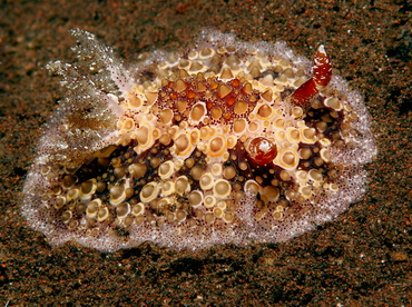 Starry Carminodoris - Carminodoris estrelyado - Bali, Indonesia