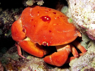 Convex Crab - Carpilius convexus - Yap, Micronesia